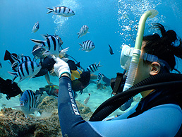 お魚サンゴ礁シュノーケリング画像